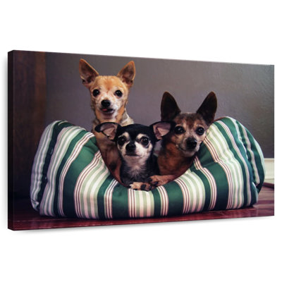 Crowle Chihuahua Friends