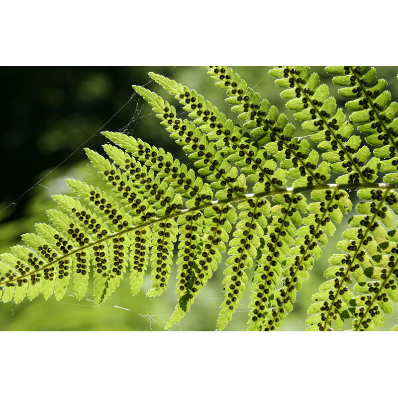 Fern Leave In Forest by Arabesk - Wrapped Canvas Print, 81cm H x 122cm W