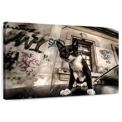 Chat Brampt Alley