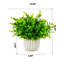 Herbe d'eucalyptus en pot 10 po-1048476468