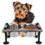 Elevated Feeder