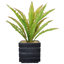 Plante grasse artificielle Bragdon en pot
