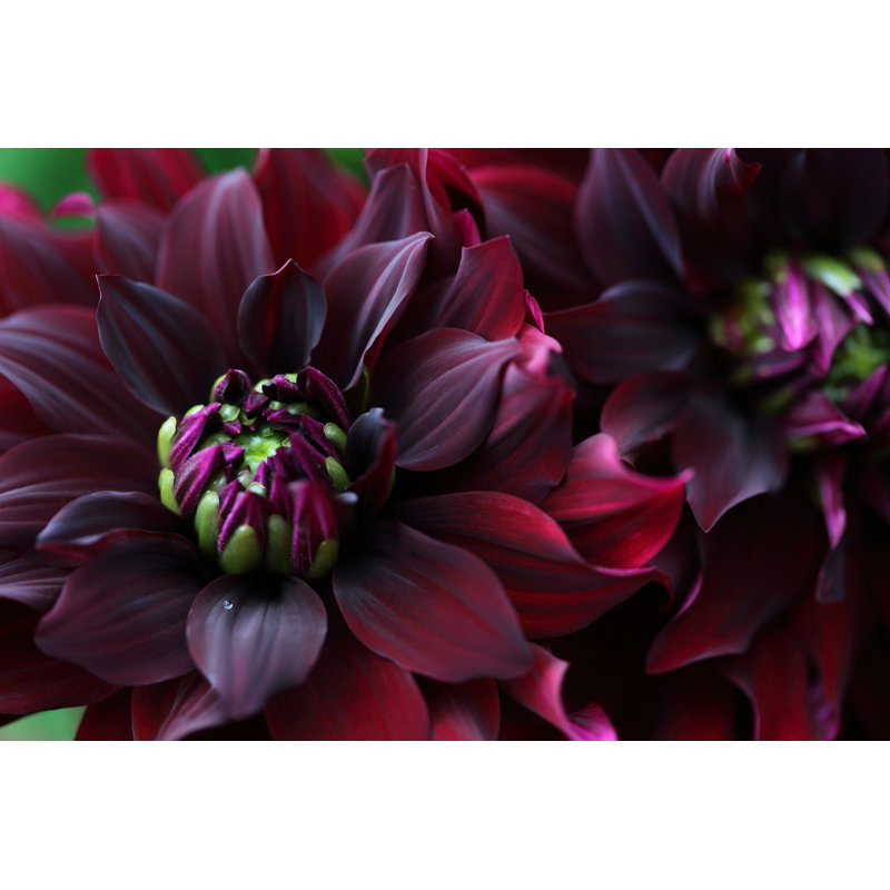 Dahlia, 81cm H x 122cm W x 3.8cm D