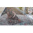 Cobien Oriental Indoor Rug-456844746