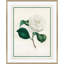 Flora I Giclee Print