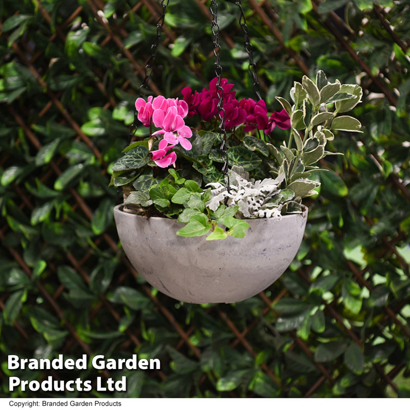 Cardone Hanging Planter