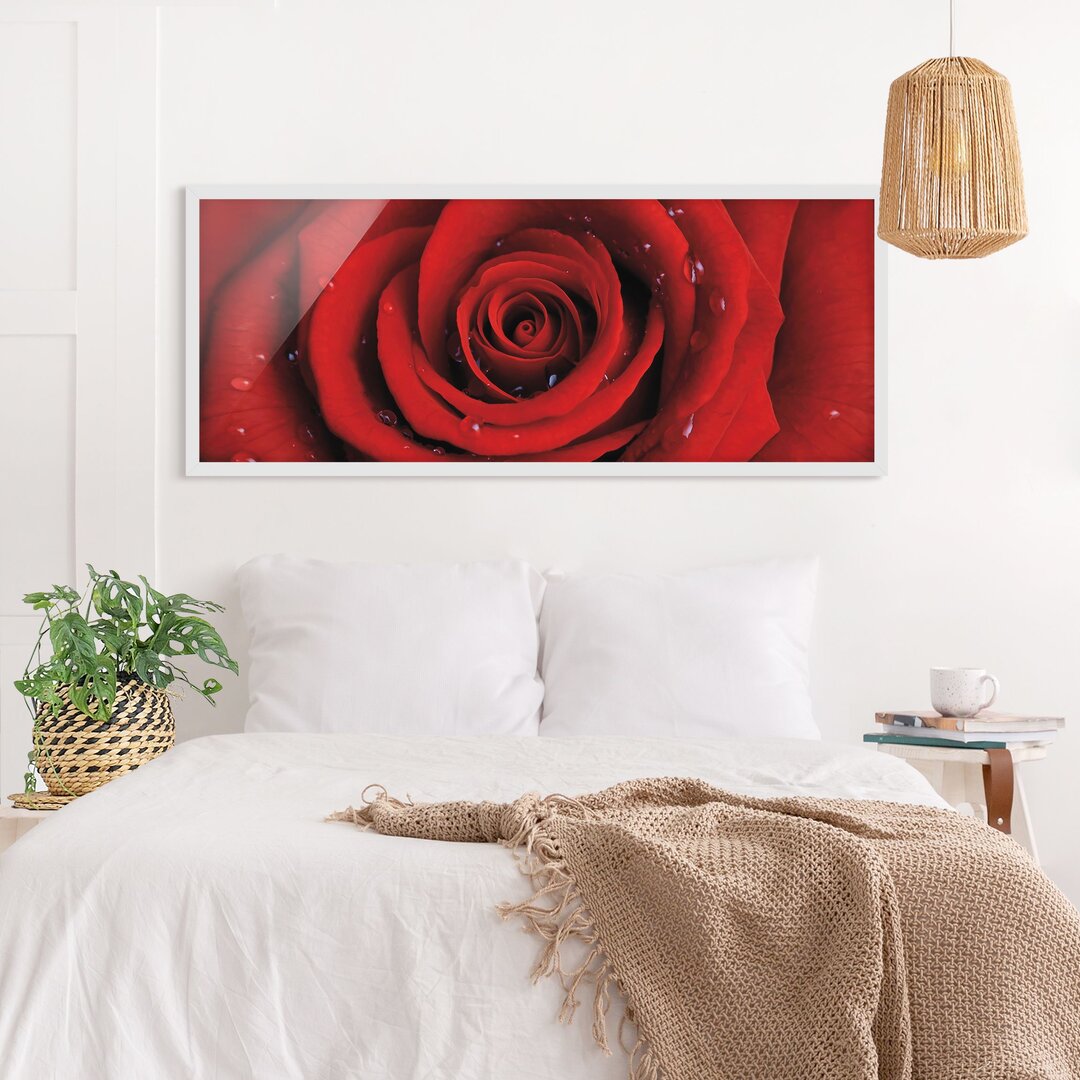 Gerahmtes Poster Rote Rose mit Wasser-Tropfen