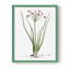 Rose Botanical II, reproduction encadrée - bois massif-1678299160-1678299142