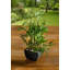 Faux bambou en pot