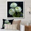 «White Ranunculus Radiance Layers Of Beauty» - art mural Renoncule-525566740-525566751