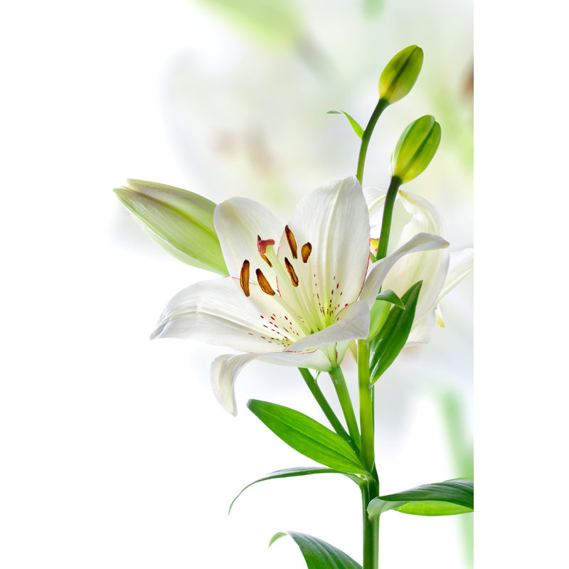 «Branch of Beautiful Lily Flowers», isolé sur blanc - Photographie sur toile tendue, H 12 po x l 8 po x P 1,25 po