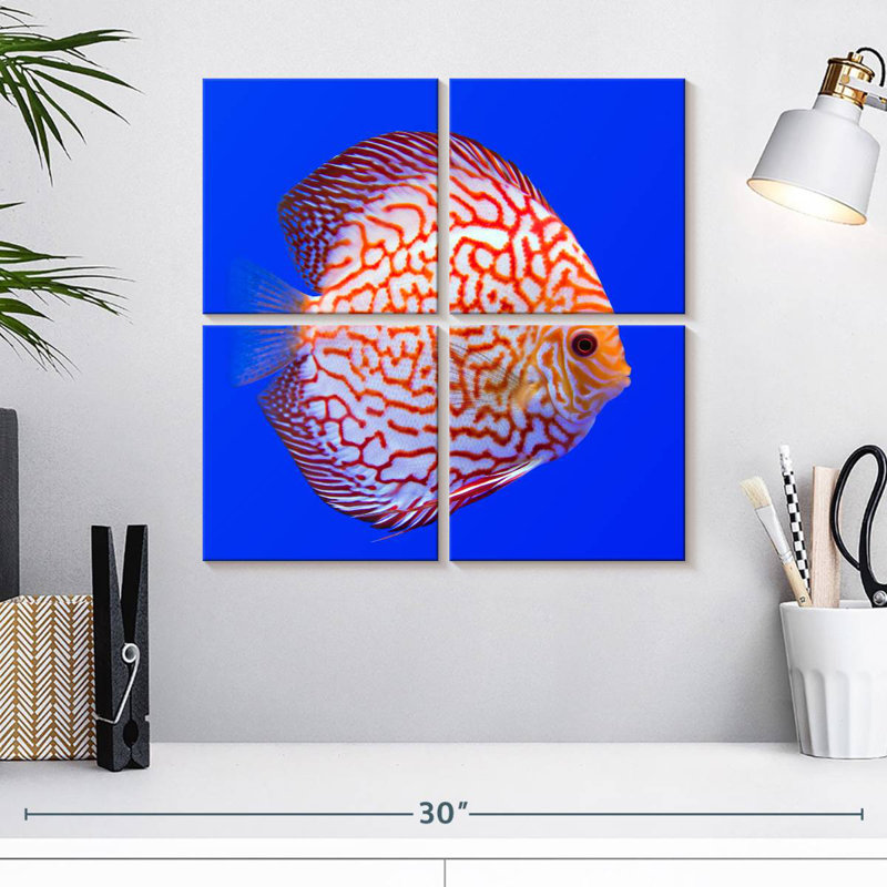 Brampt Exotic Discus Fish