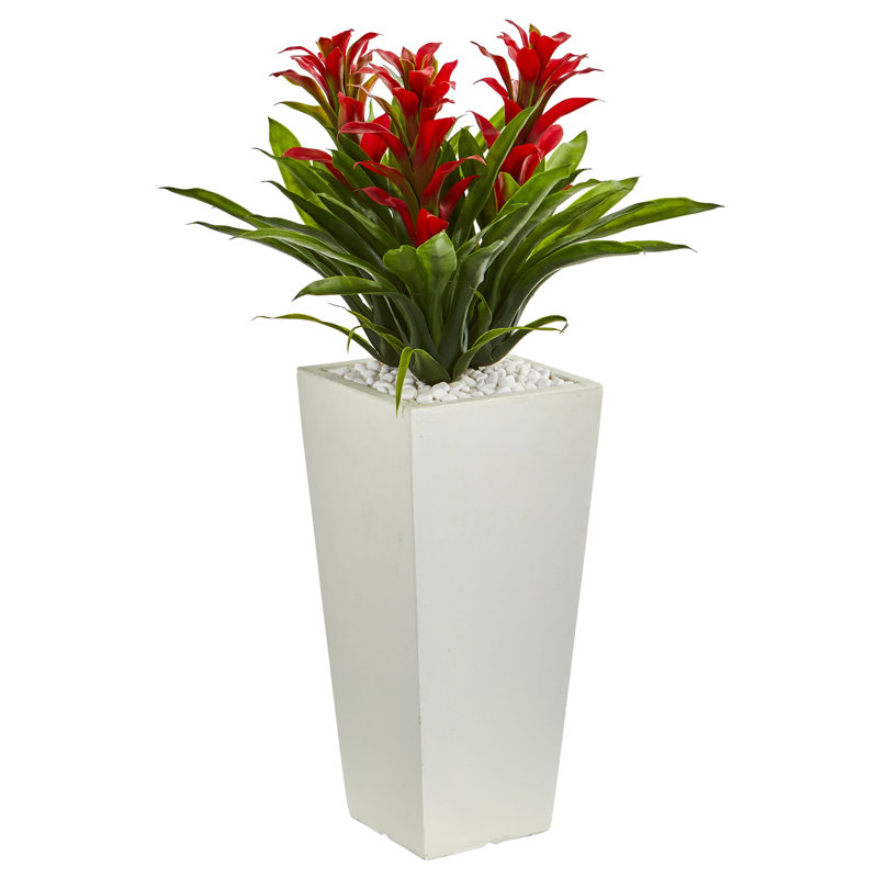 Arrangement floral triple bromeliad en pot, Rouge, Blanc