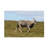 Bob Langrish Eland Canvas Art-104136366