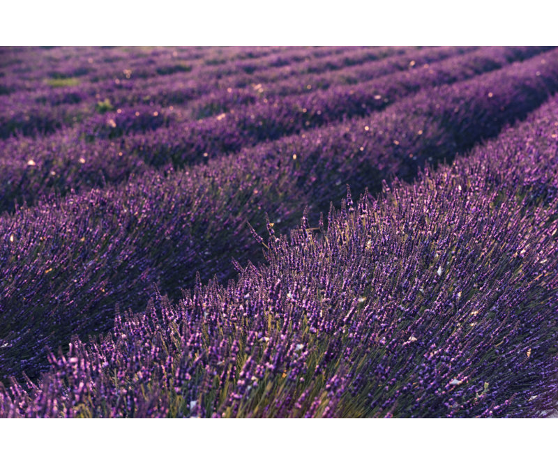 Wrapped Canvas Print, 50.8cm H x 76.2cm W
