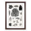 Collection of Fossils II by Oliver Goldsmith - Picture Frame Drawing Print-57864676-57864677
