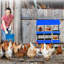 Boîte de nidification pour poulets en acier galvanisé avec plateau à œufs enroulable, ventilation et support mural / support, boîte de poulailler 6/8/10 trous-1043741908