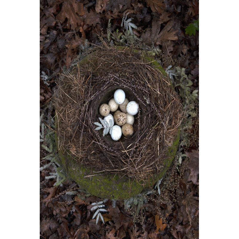 Winter Nest Detail II by Tania Soderman - Wrapped Canvas Print, 46cm H x 30cm W x 3.8cm D