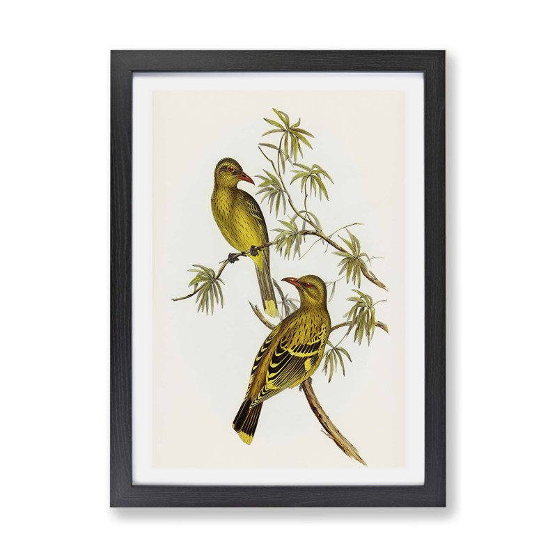 Crescent Marked Oriole Birds by Elizabeth Gould - Framed Print, 45cm H x 63cm W x 2cm D, Black