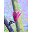 Magnolia Blossom Print by Evan Sklar-65852305-65826449