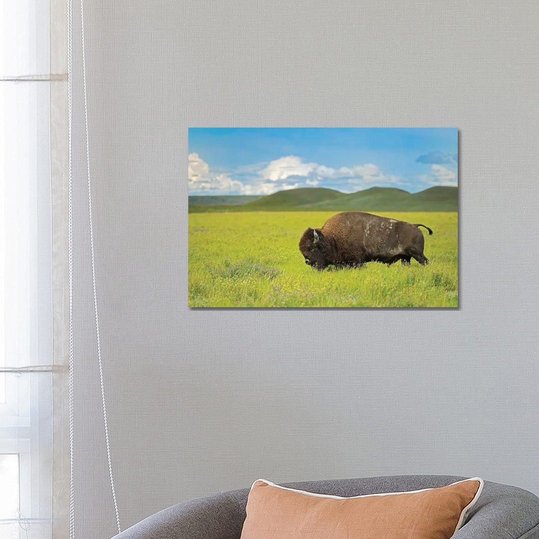 Canada, Saskatchewan, Grasslands National Park. Plains Bison In Grasslands. by Jaynes Gallery - Wrapped Canvas Gallery-Wrapped Canvas Giclée