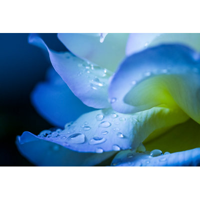 Flower Petal With Drops by Mbaysan - Wrapped Canvas Print