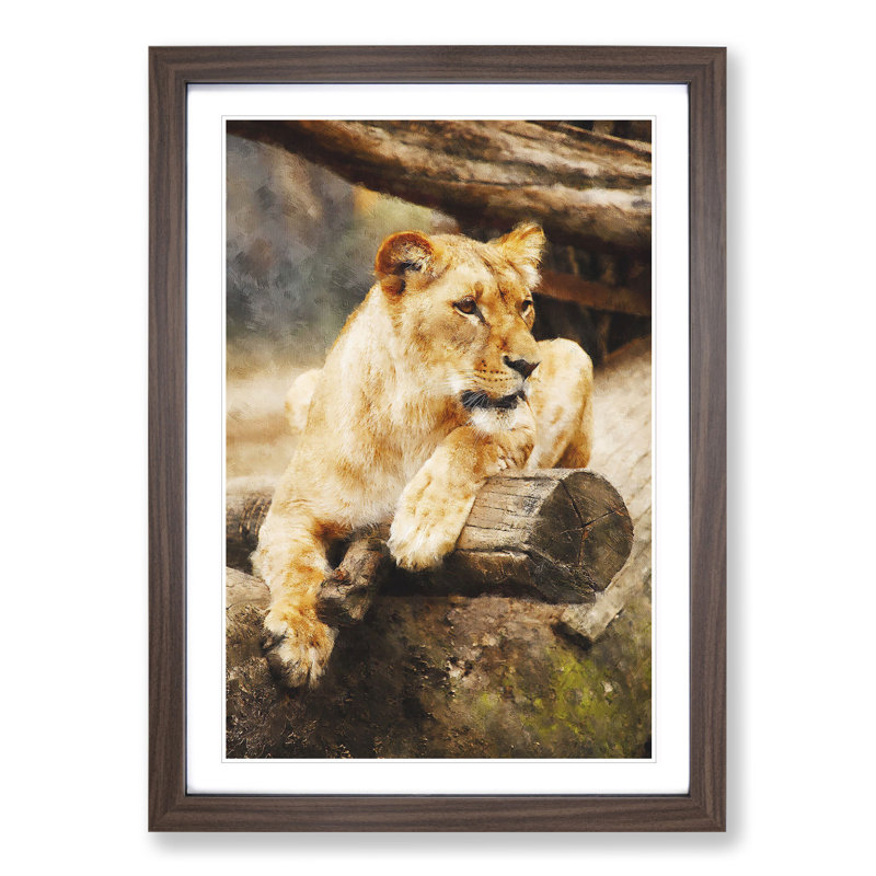 Lioness - Picture Frame Graphic Art, Walnut Framed, 48cm H x 36cm W x 2cm D