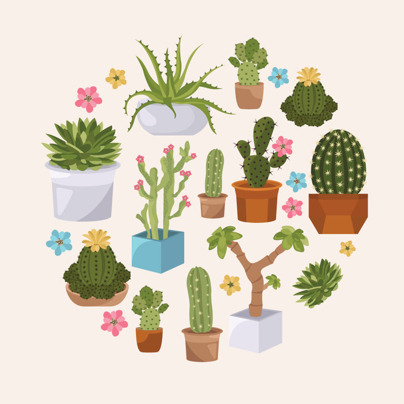 Décalcomanie murale plantes grassess et cactus imprimés, H 36 po x l 36 po