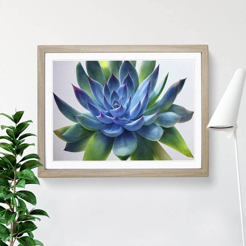 Watercolour Succulent Plant Vol.7 - Single Picture Frame Print, 46cm H x 64cm W, Grey