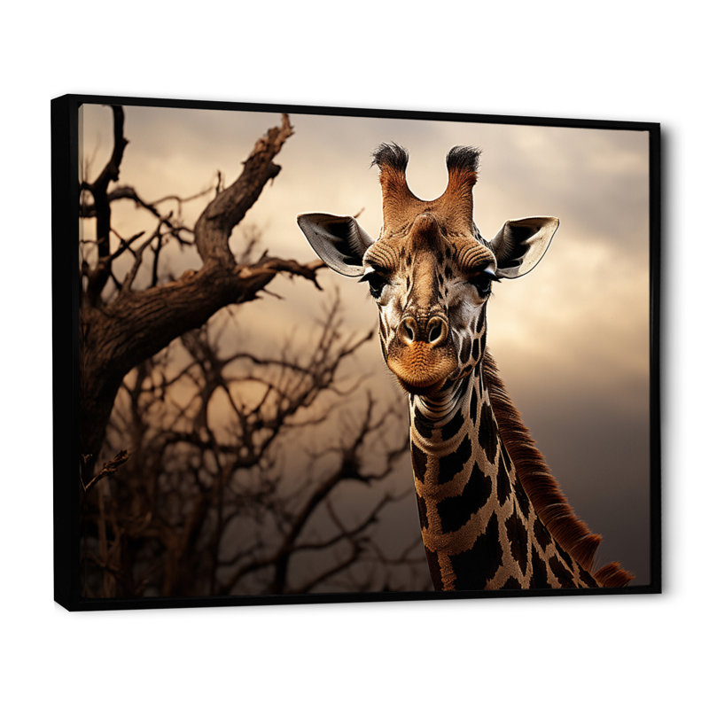 Africa Giraffes Towering Presence - African Art Framed Canvas Print Wall Art, 30" H x 40" W x 1.5" D, Black Floater Framed