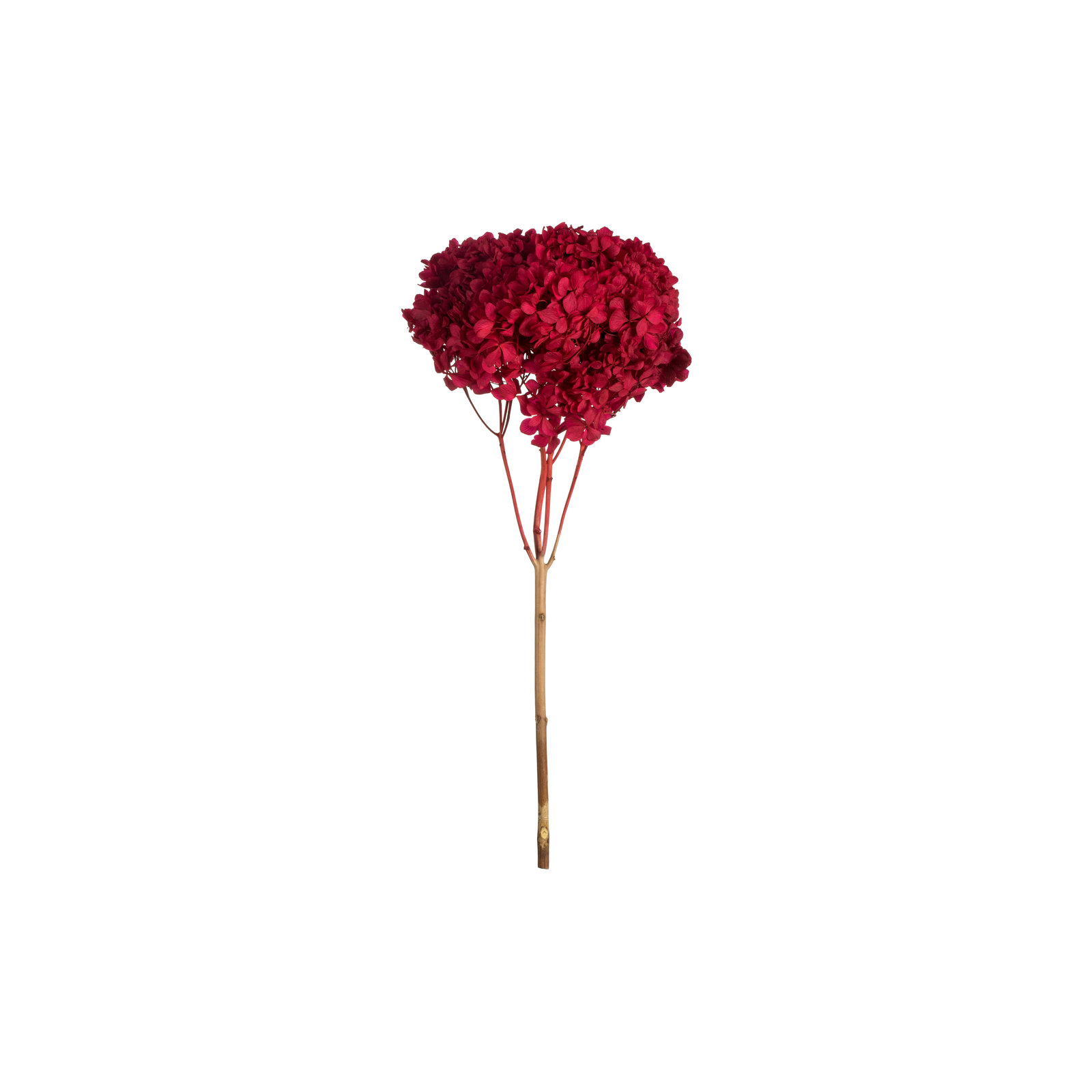 Natural Botanicals 15" Hydrangea with Multiple Branch Segments, Preserved, Red