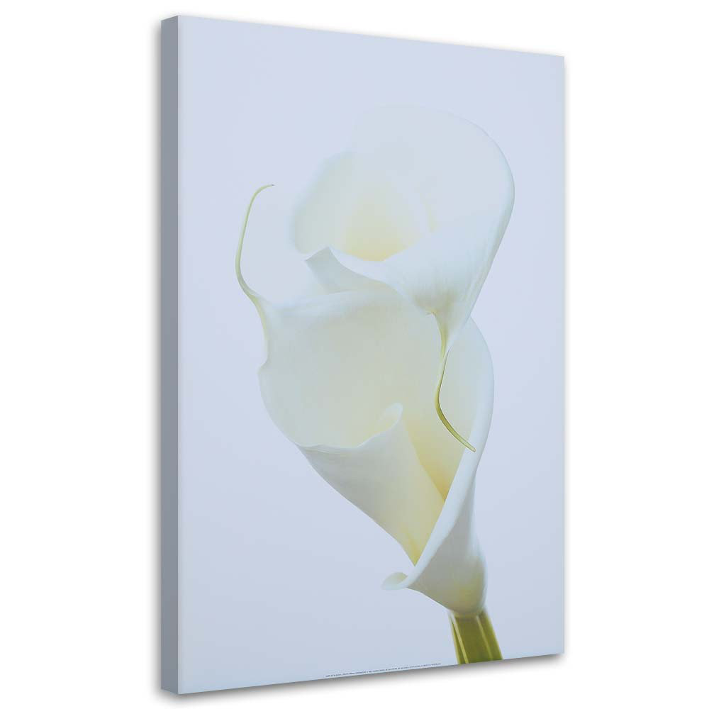 Leinwandbild White Calla 15979