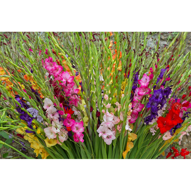 Colorful Gladiola Flowers by Sasimoto - Wrapped Canvas Print, 30cm H x 46cm W x 3.8cm D