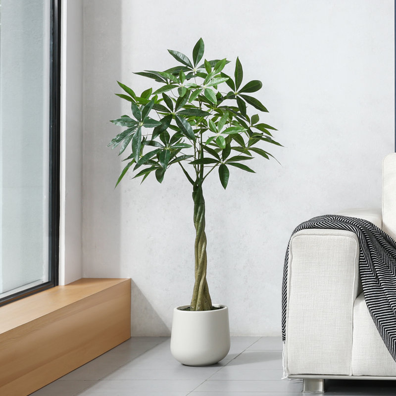 Adcock Artificial Ficus Tree with Round White Planter, Pre Potted Faux Money Tree for Home Decor, 48" H x 46" W x 46" D