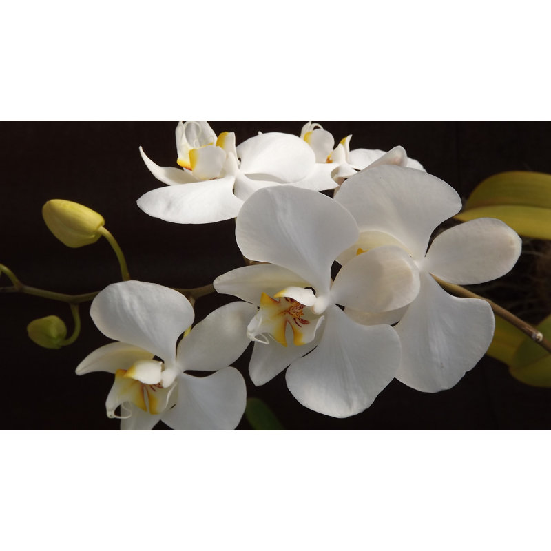 Orchidée blanche, H 28 po x l 40 po x P 1,25 po