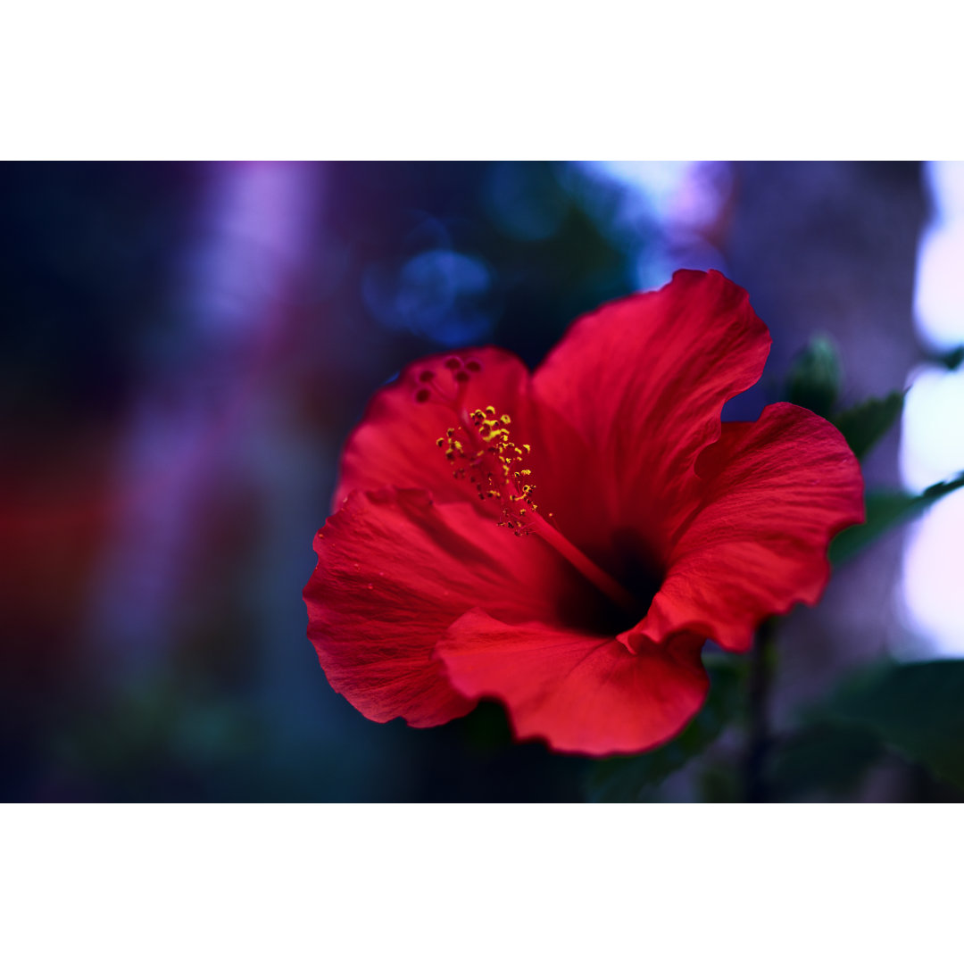 Roter Hibiskus von Myshkovsky - Druck auf Leinwand ohne Rahmen