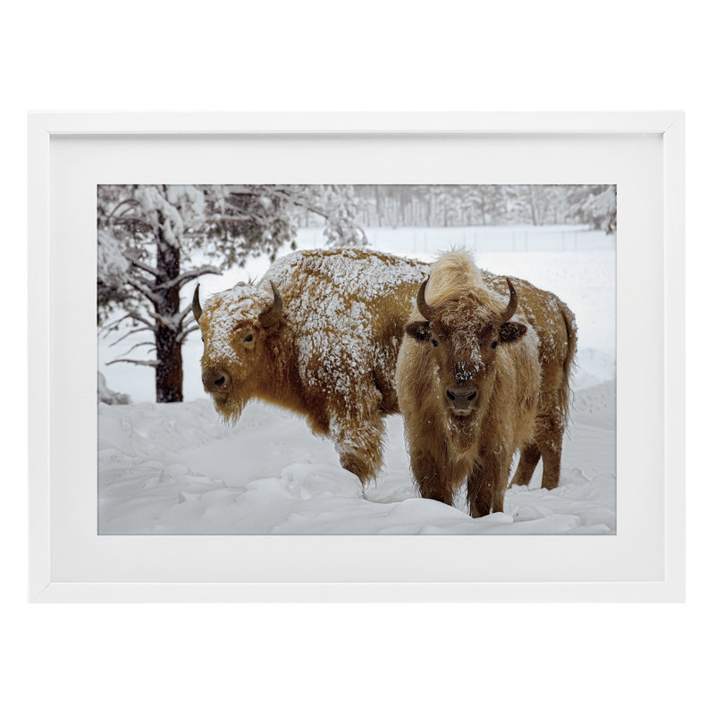 Bison blanc d'hiver, reproduction sous verre encadrée, design par Mike Jones, H 17 po x l 23 po, Cadre blanc côtier