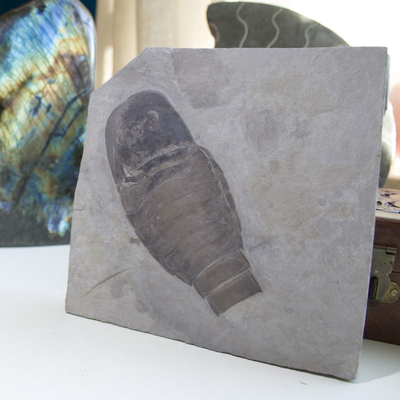 Fossil Eurypterid Plate. Lang's Quarry, Herkimer County, New York
