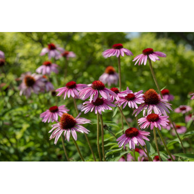 " Purple Coneflowers " by Air Footy