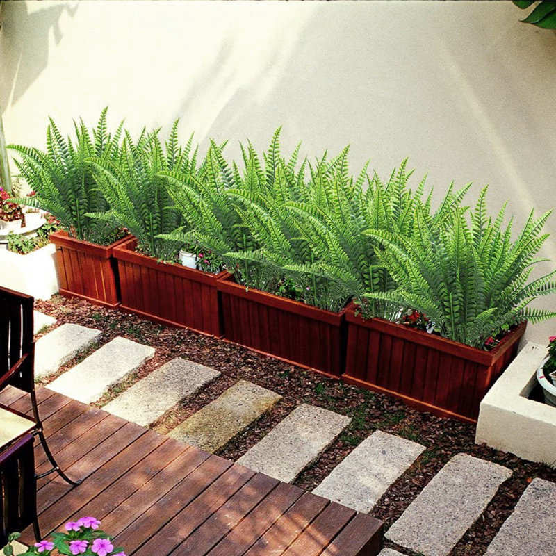 Fern Arrangement