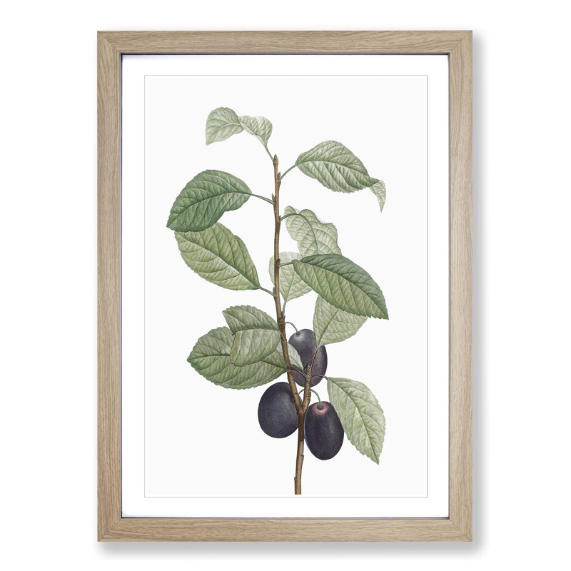 Prune Tree by Pierre-Joseph Redoute - Picture Frame Painting Print, Oak Framed, 48cm H x 36cm W x 2cm D