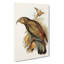 Kea Parrot by Elizabeth Gould - Wrapped Canvas-55362962