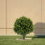 60cm Plant