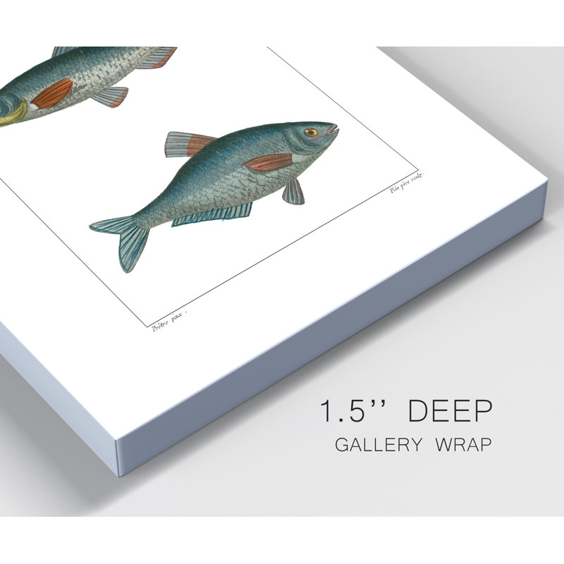 «Freshwater Fish III», reproduction d'art sur toile tendue, H 20 po x l 16 po x P 1 po