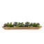 7" Artificial Succulent in Ship Bowl