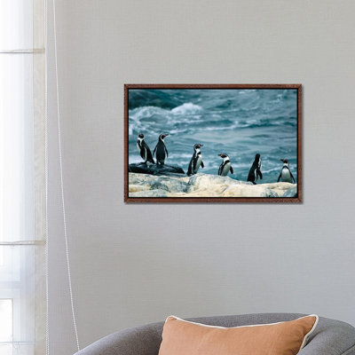 Humboldt Or Peruvian Penguins On A Rocky Shore by Joel Sartore - Gallery-Wrapped Canvas Giclée on Canvas