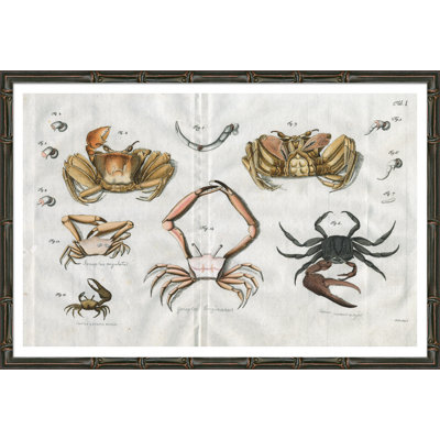 Summer Crabs Giclee Print by Soicher Marin Archives