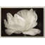«White Tulip III» par Cora Niele - reproduction de photo sur toile-31355317