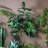 180cm Faux Fiddle Leaf Fig Tree in Pot