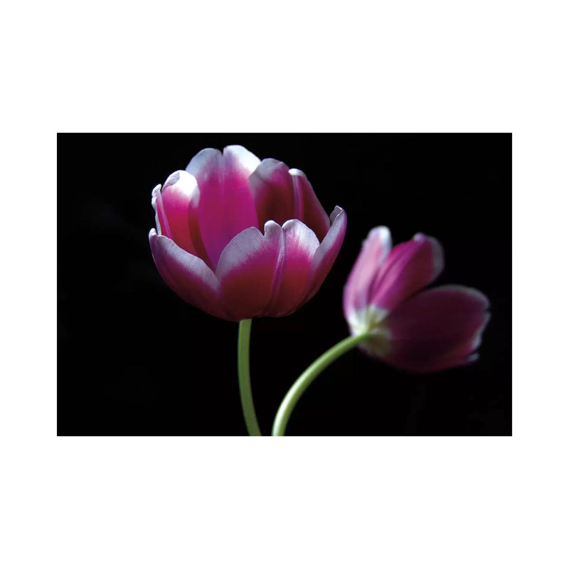 Passion 1 Piece Wrapped Canvas Wall Art, 30.48 cm H x 45.72 cm W
